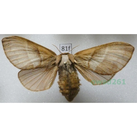 Macrothylacia rubi (Linnaeus, 1758) female Poland81f